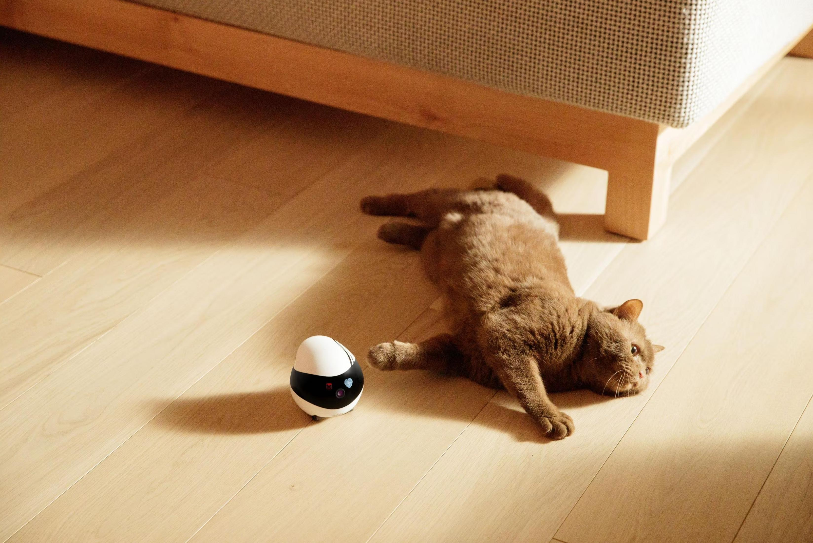 Brązowy kot leży na podłodze obok zabawki-piłki.