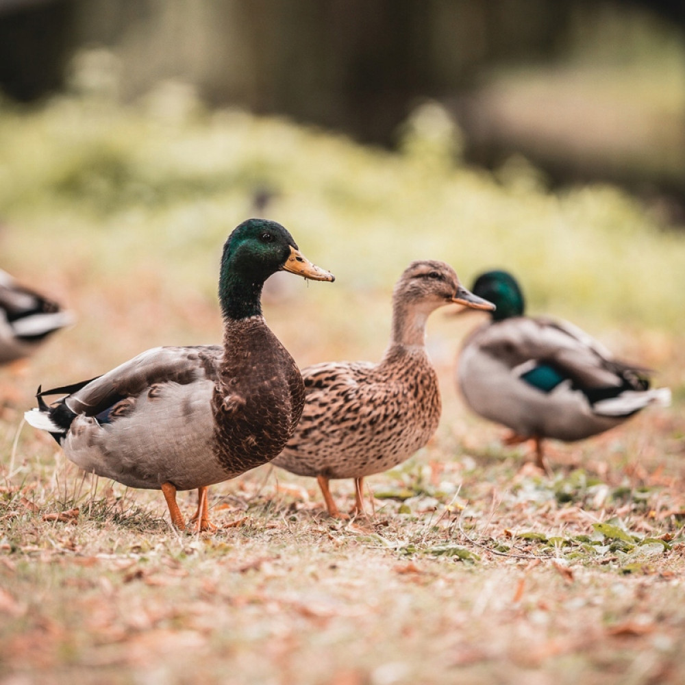 Trzy kaczki stoją na suchej trawie z liśćmi. Z przodu kaczka z zieloną głową.
