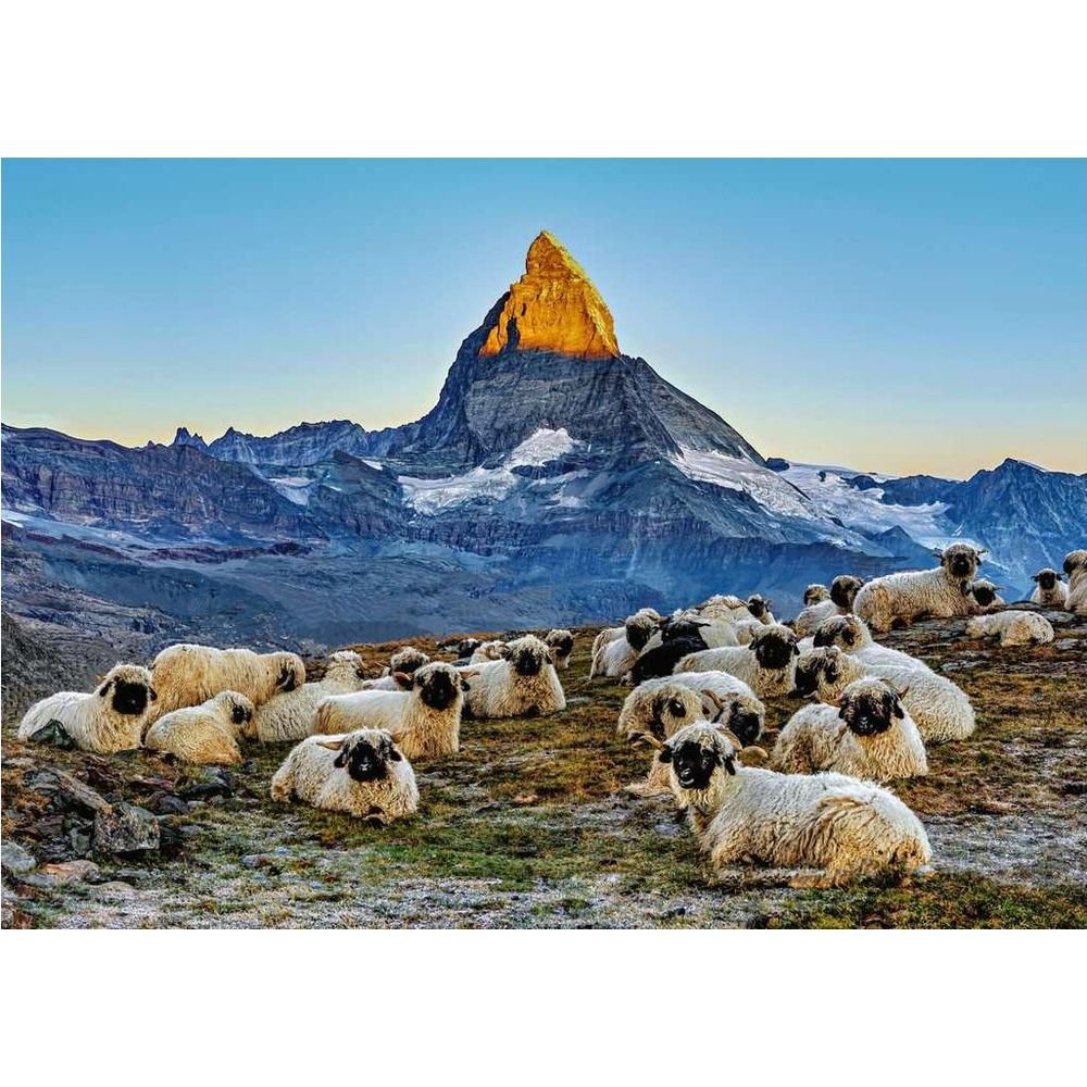 Moutons dans une prairie de montagne devant le Cervin au soleil.