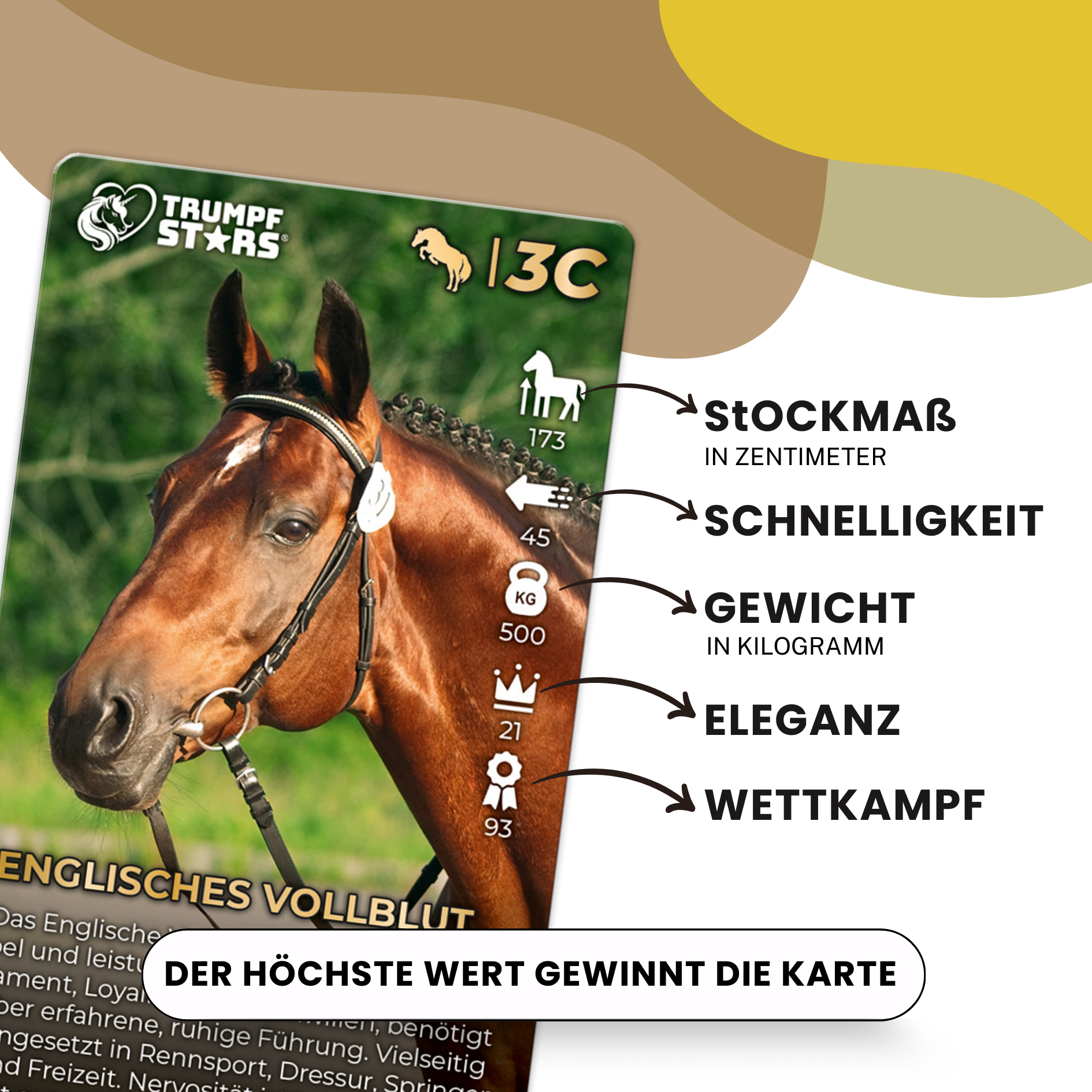 Porträt eines braunen englischen Vollblutpferdes mit Trense. Statistiken wie Stockmaß, Geschwindigkeit, Gewicht, Eleganz und Wettkampf.