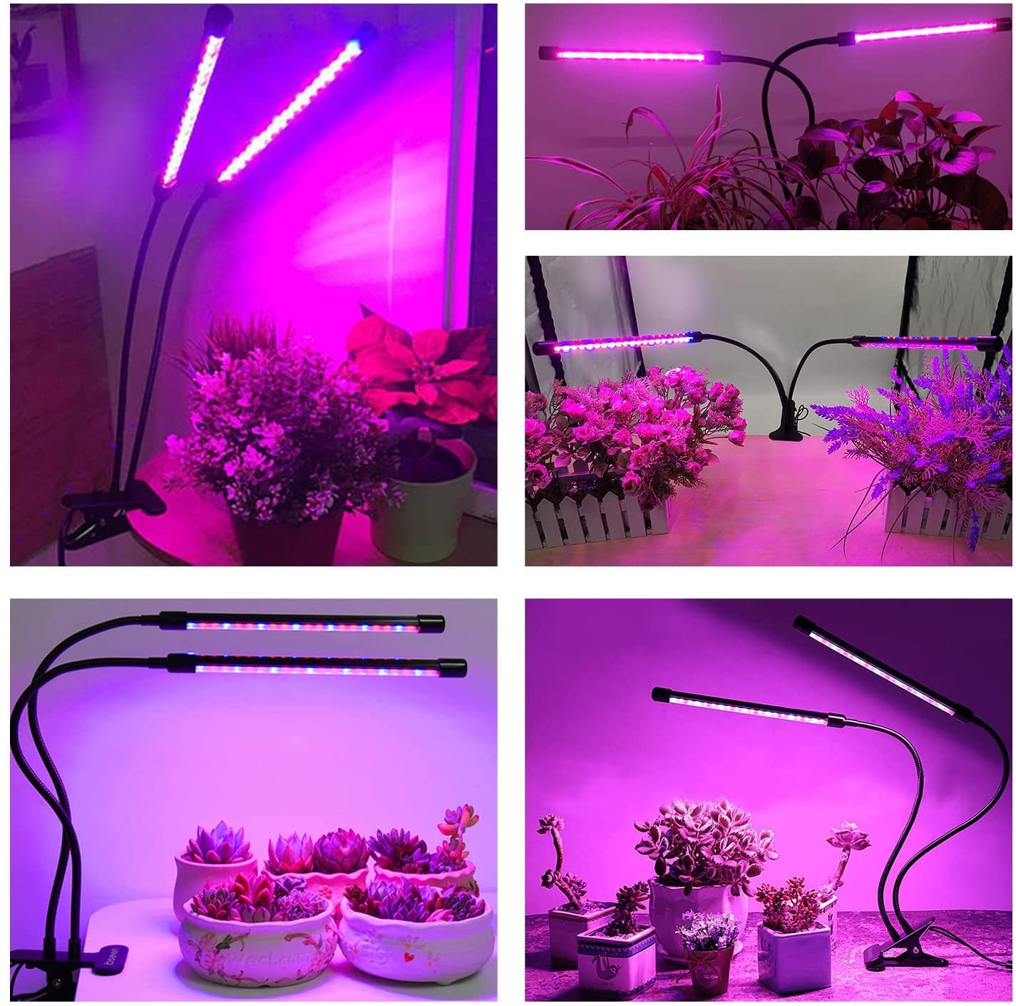 Mehrere Pflanzenlampen beleuchten Topfpflanzen mit rosa und blauem Licht.