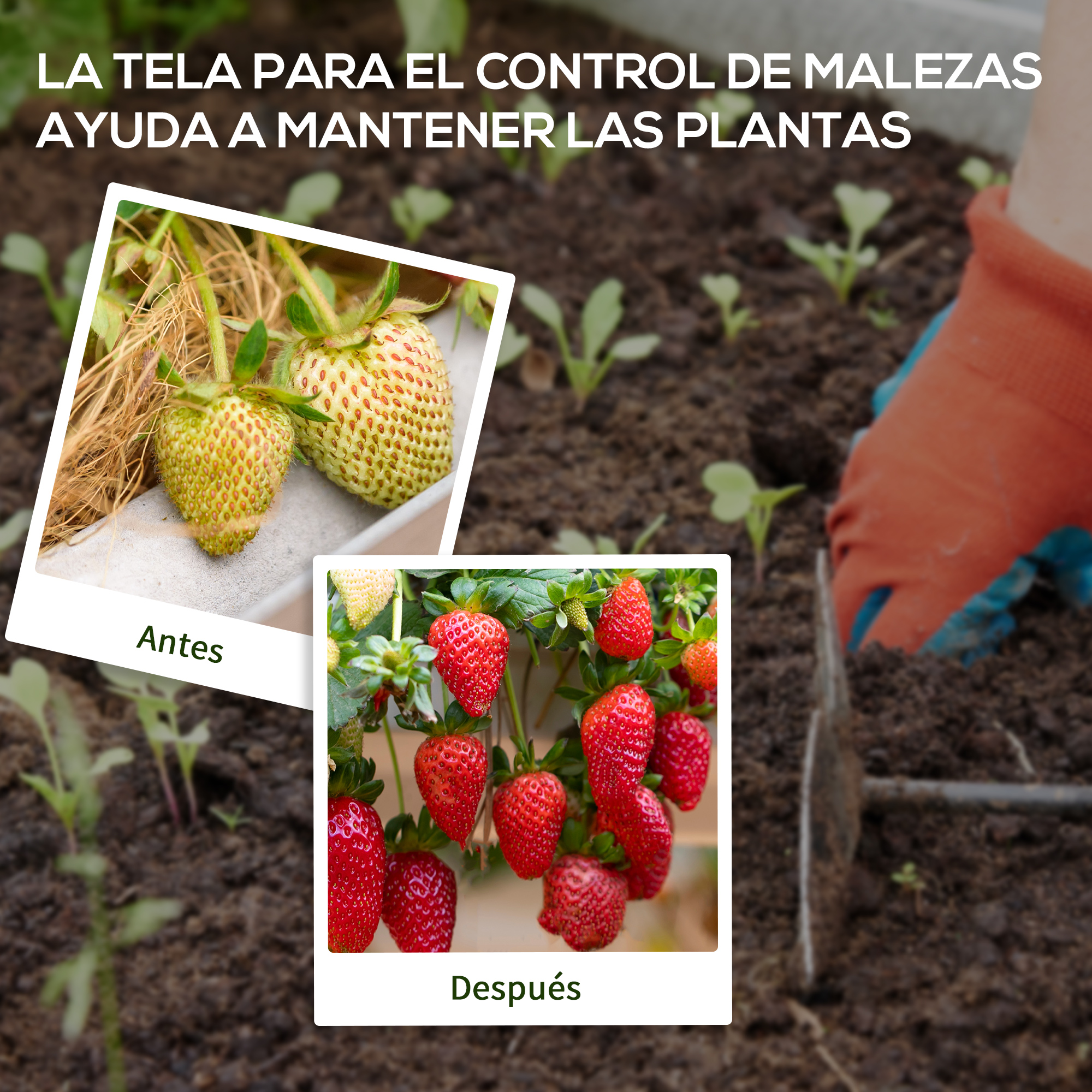 Antes: fresas inmaduras. Después: fresas maduras. Un jardinero trabaja la tierra.