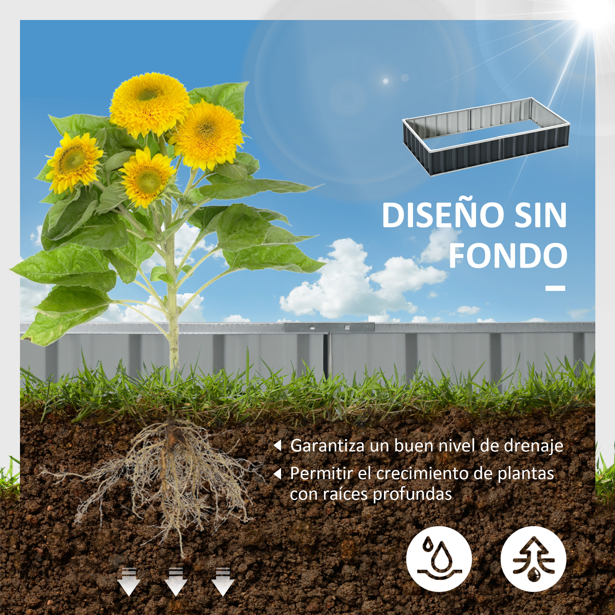 Girasoles crecen en un bancal elevado con raíces que se extienden en la tierra.
