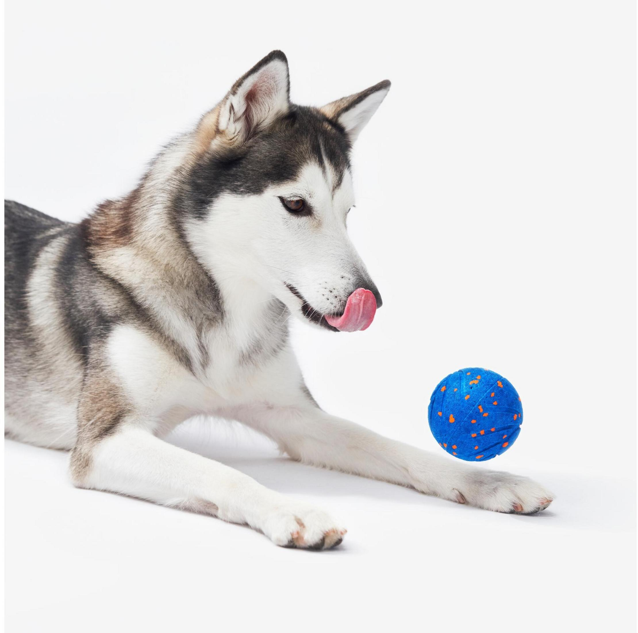 Un husky si lecca le labbra accanto a una palla blu con puntini arancioni.