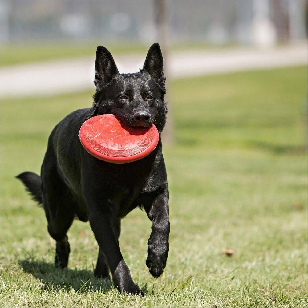 Ein schwarzer Hund mit einem roten Frisbee im Maul läuft auf einem grasbewachsenen Feld.