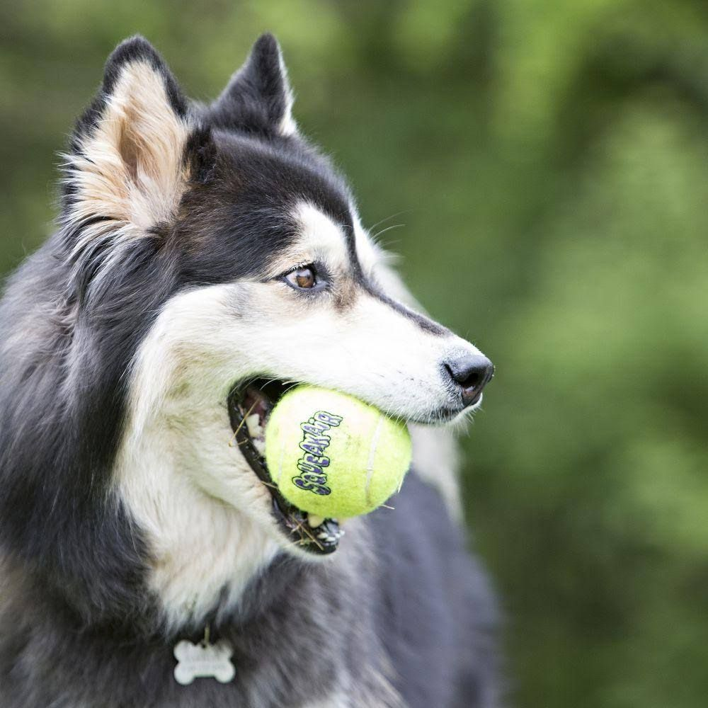 Pies rasy husky z żółtą piłką tenisową w pysku na zewnątrz.
