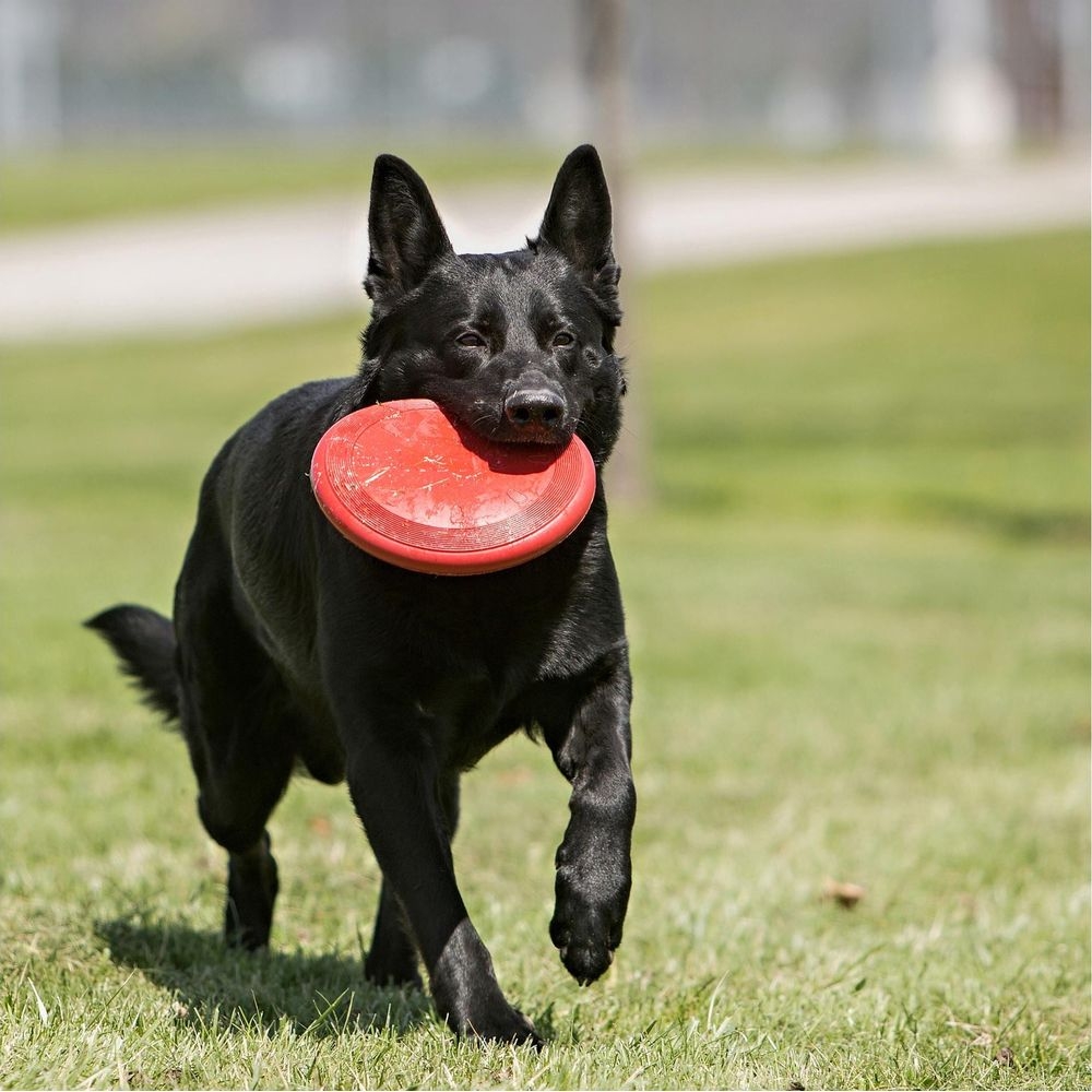Schwarzer Hund mit roter Frisbee im Maul läuft auf Gras.