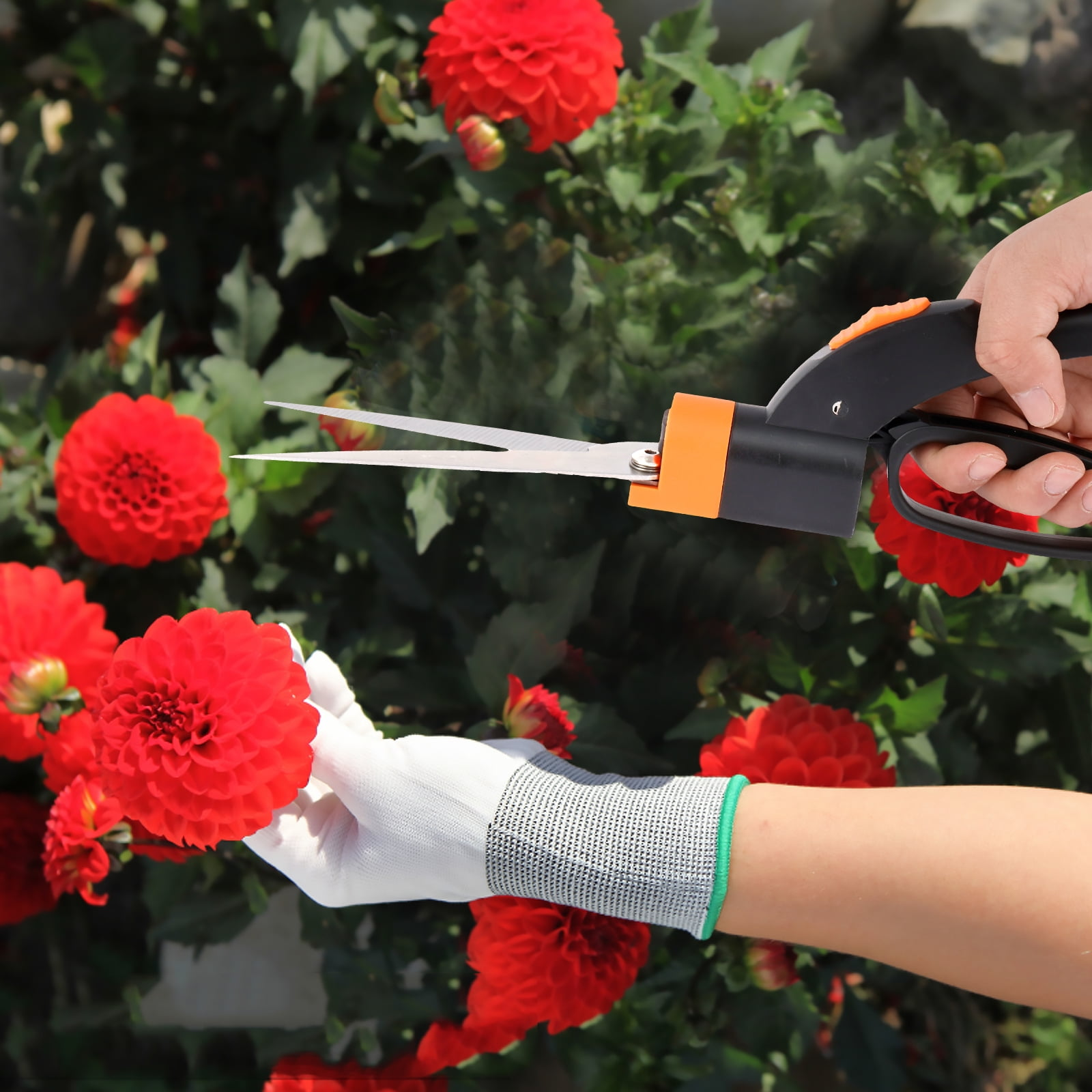 Hände mit weißer Handschuh und Schere schneiden rote Dahlienblüten im Garten.