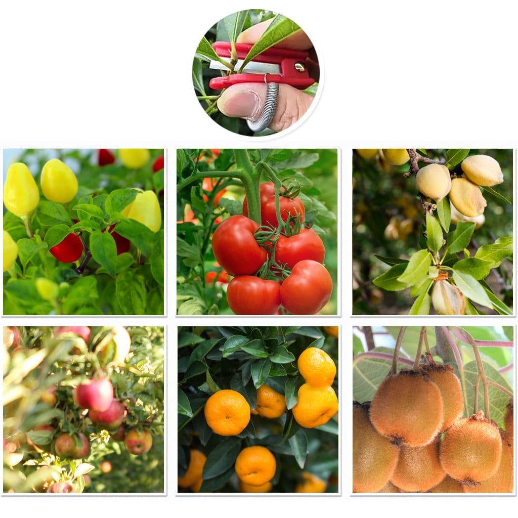 Eine Nahaufnahme von geschnittenen Tomaten, Chilis, Mandeln, Äpfeln, Orangen und Kiwis.