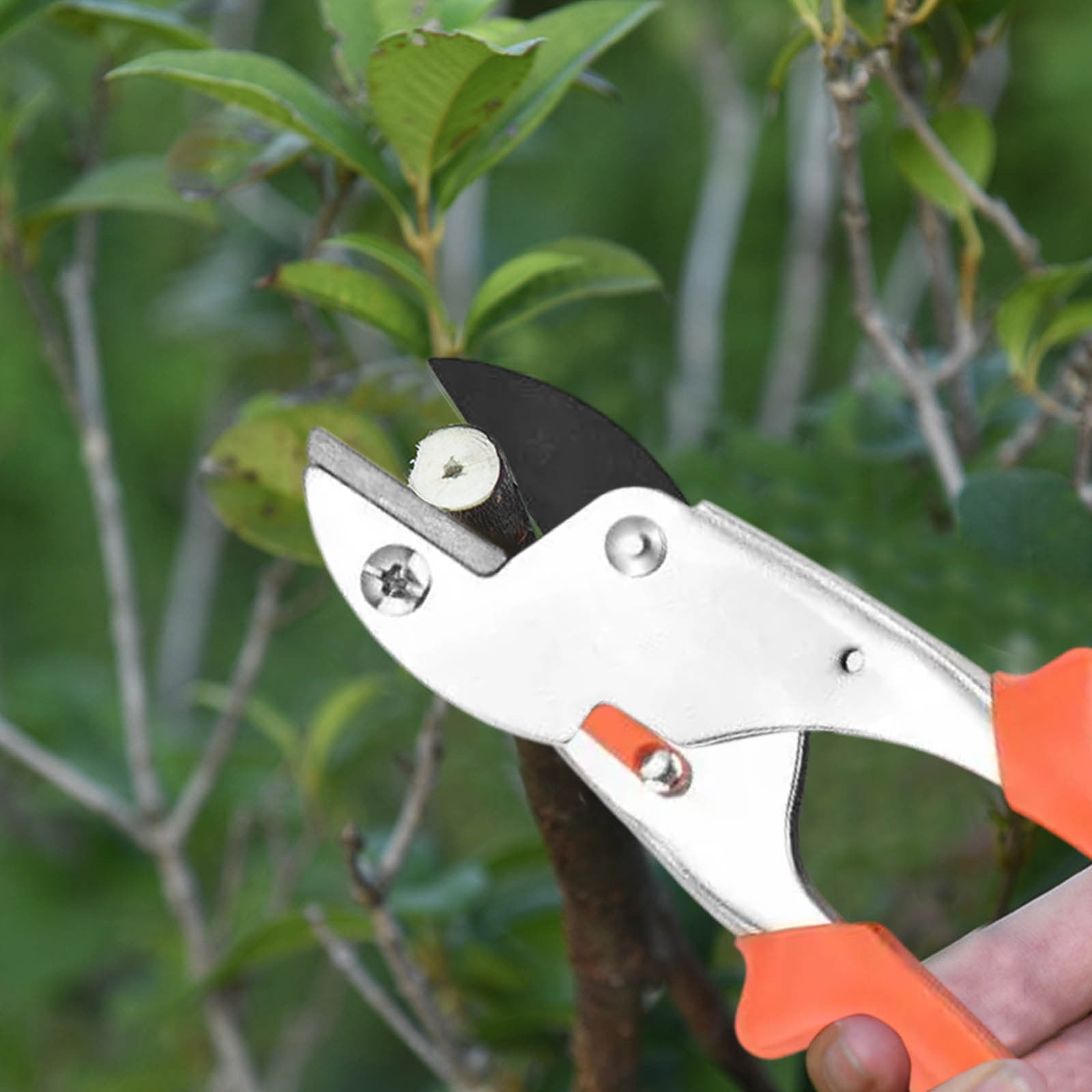 Eine Hand benutzt eine Gartenschere, um einen Ast abzuschneiden.