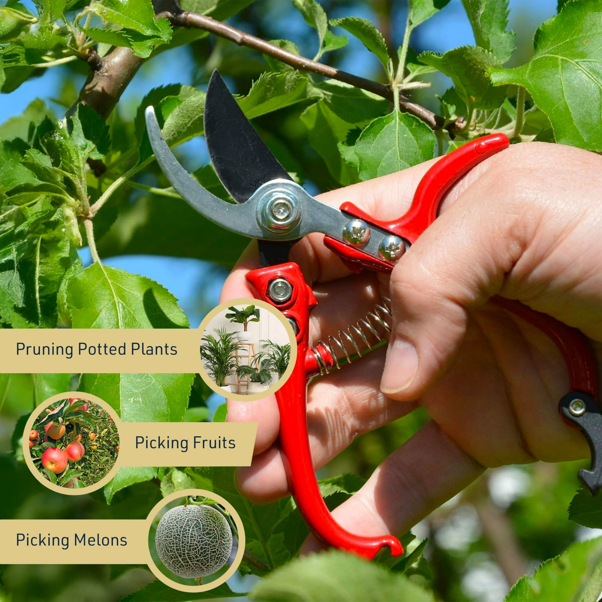 Hand mit roter Gartenschere schneidet grüne Zweige. Obst und Melonen daneben.