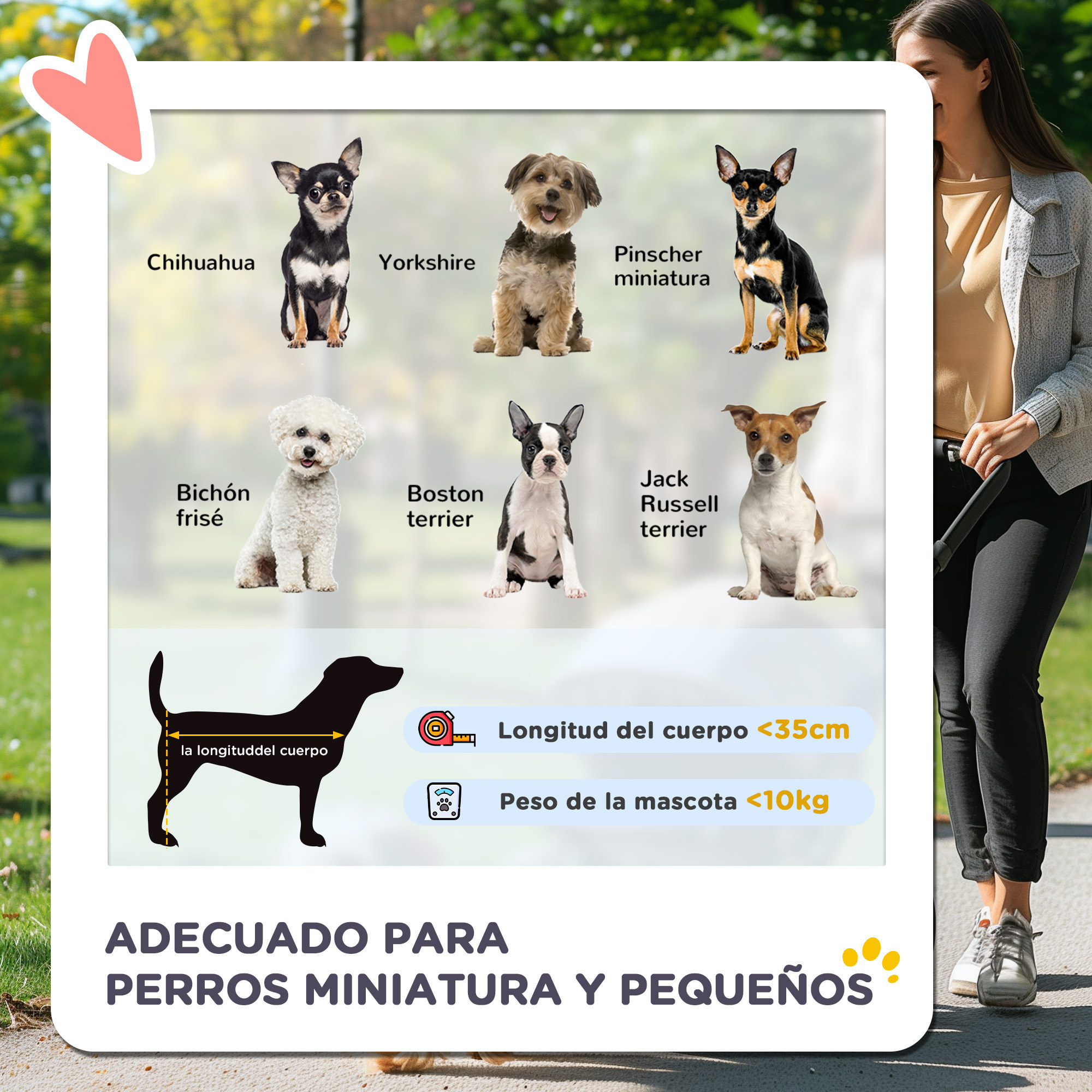 Imágenes de varias razas de perros pequeños y guías de tamaño.