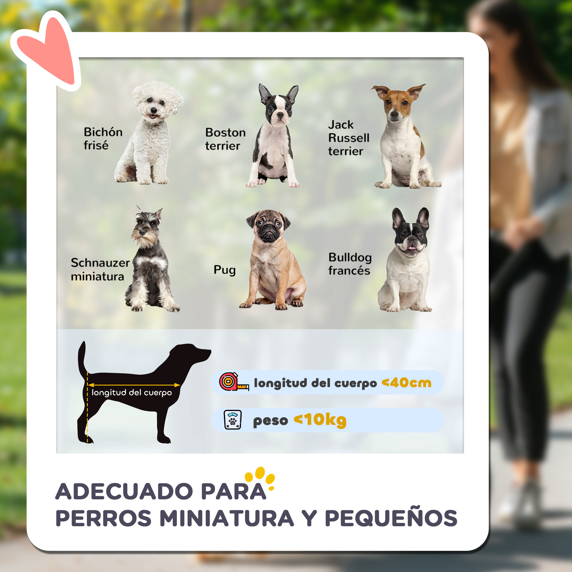 Seis razas de perros: Bichón, Boston Terrier, Jack Russell, Schnauzer, Pug, Bulldog Francés.