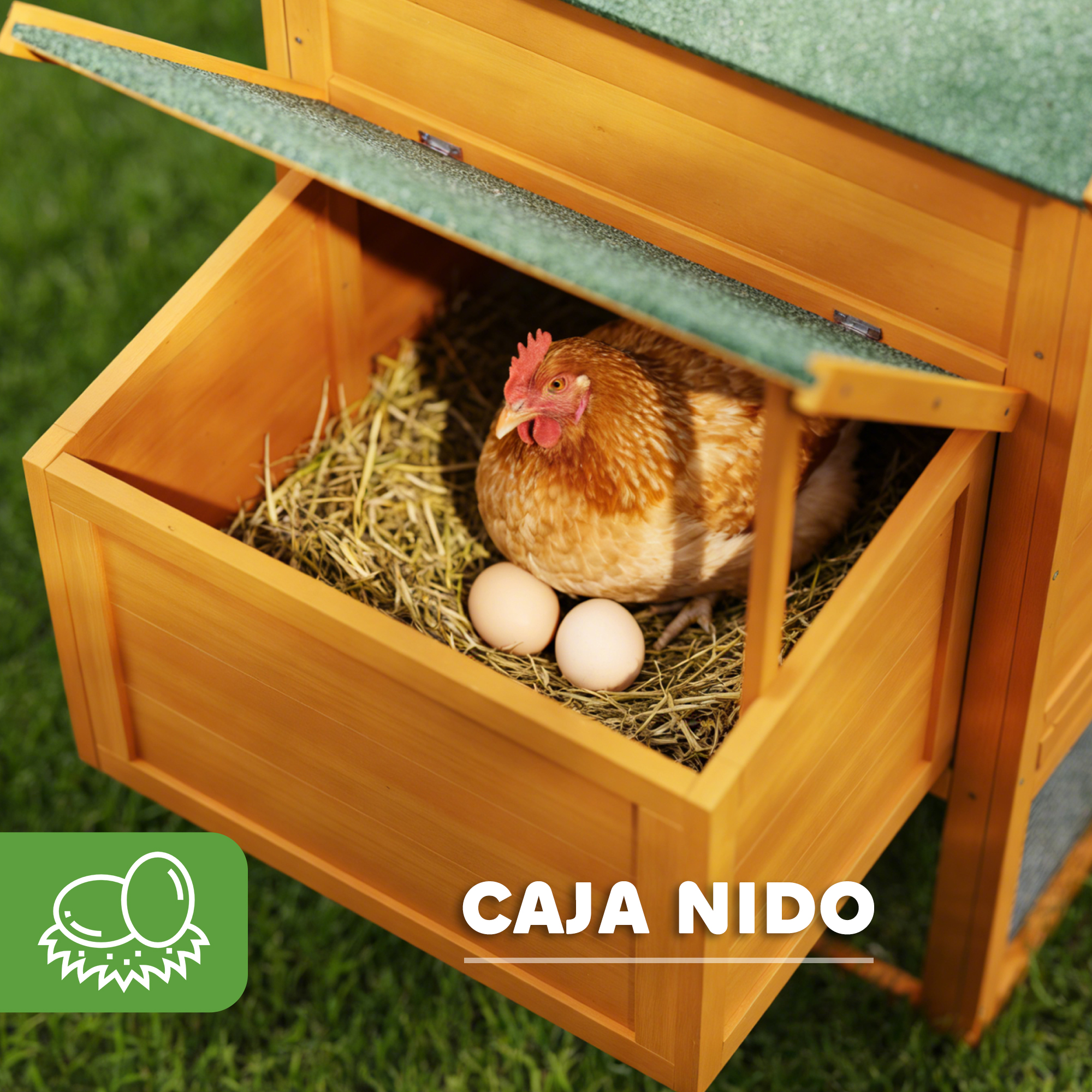 Una gallina marrón se sienta sobre paja en una caja nido de madera con dos huevos.