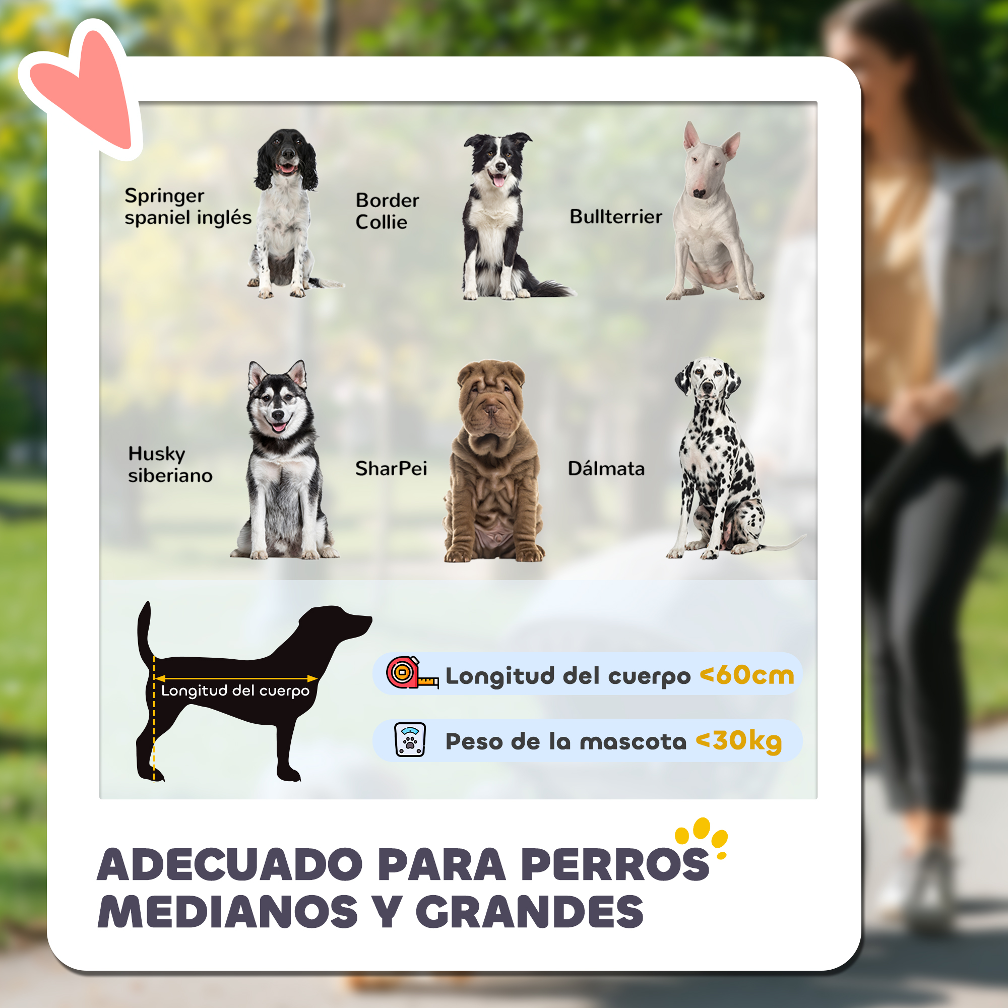 Razas de perros: Springer Spaniel, Border Collie, Bullterrier, Husky, Shar Pei.