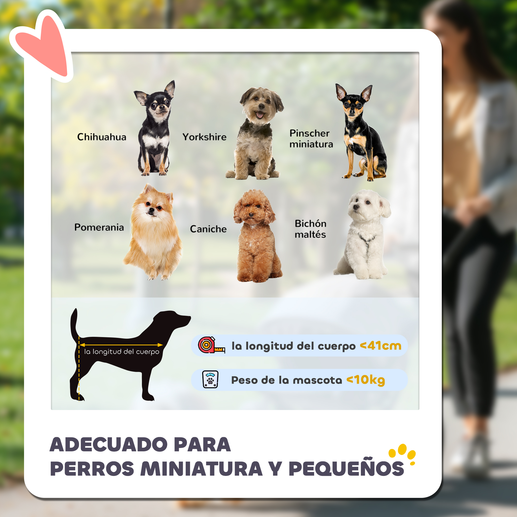 7 razas de perros pequeños: Chihuahua, Yorkshire, Pinscher, Pomerania, Caniche,