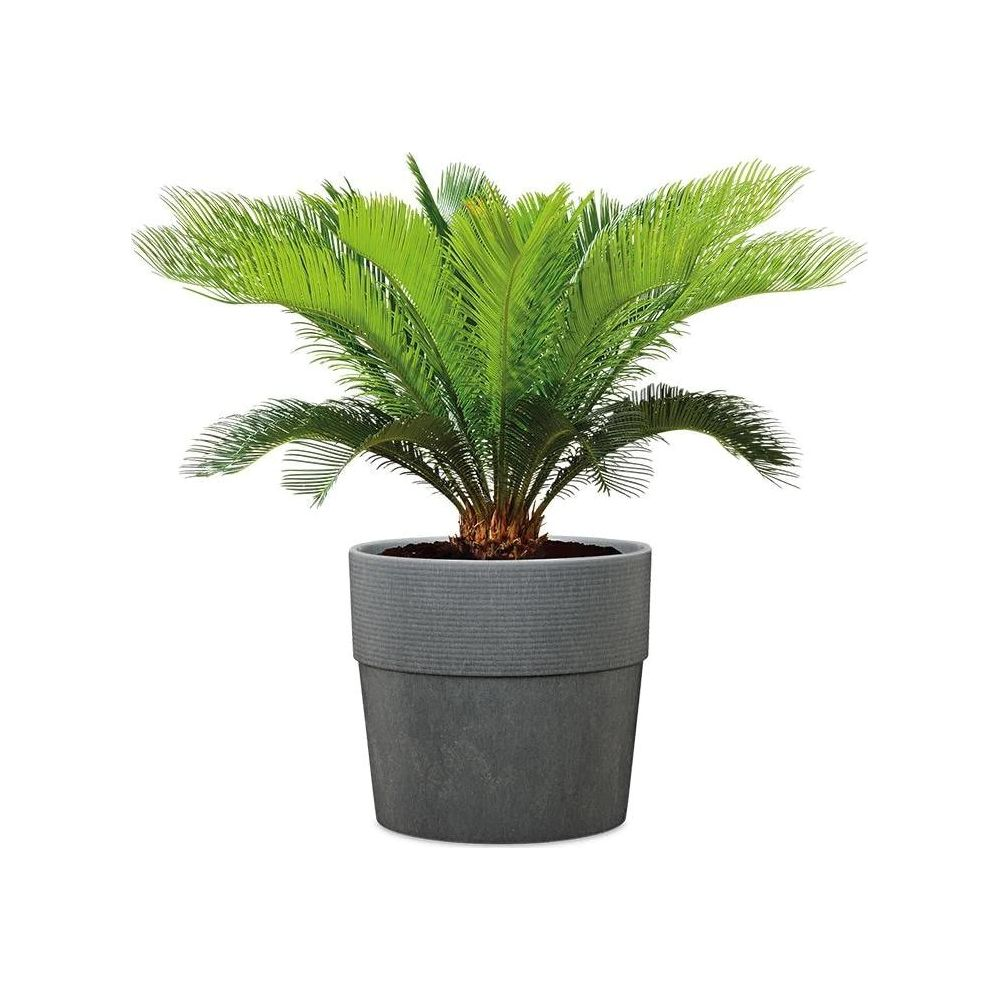 Eine grüne Palme in einem grauen Topf auf weißem Hintergrund.