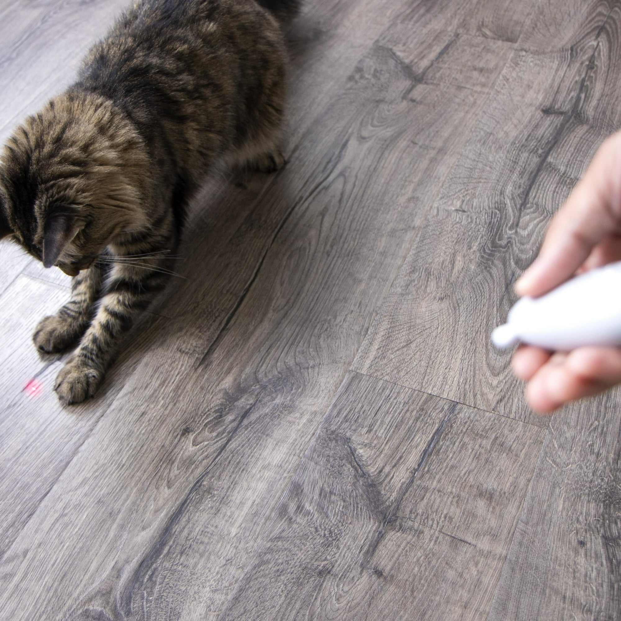 Eine Katze jagt einen roten Laserpunkt auf einem Holzboden, eine Hand hält den Laser.