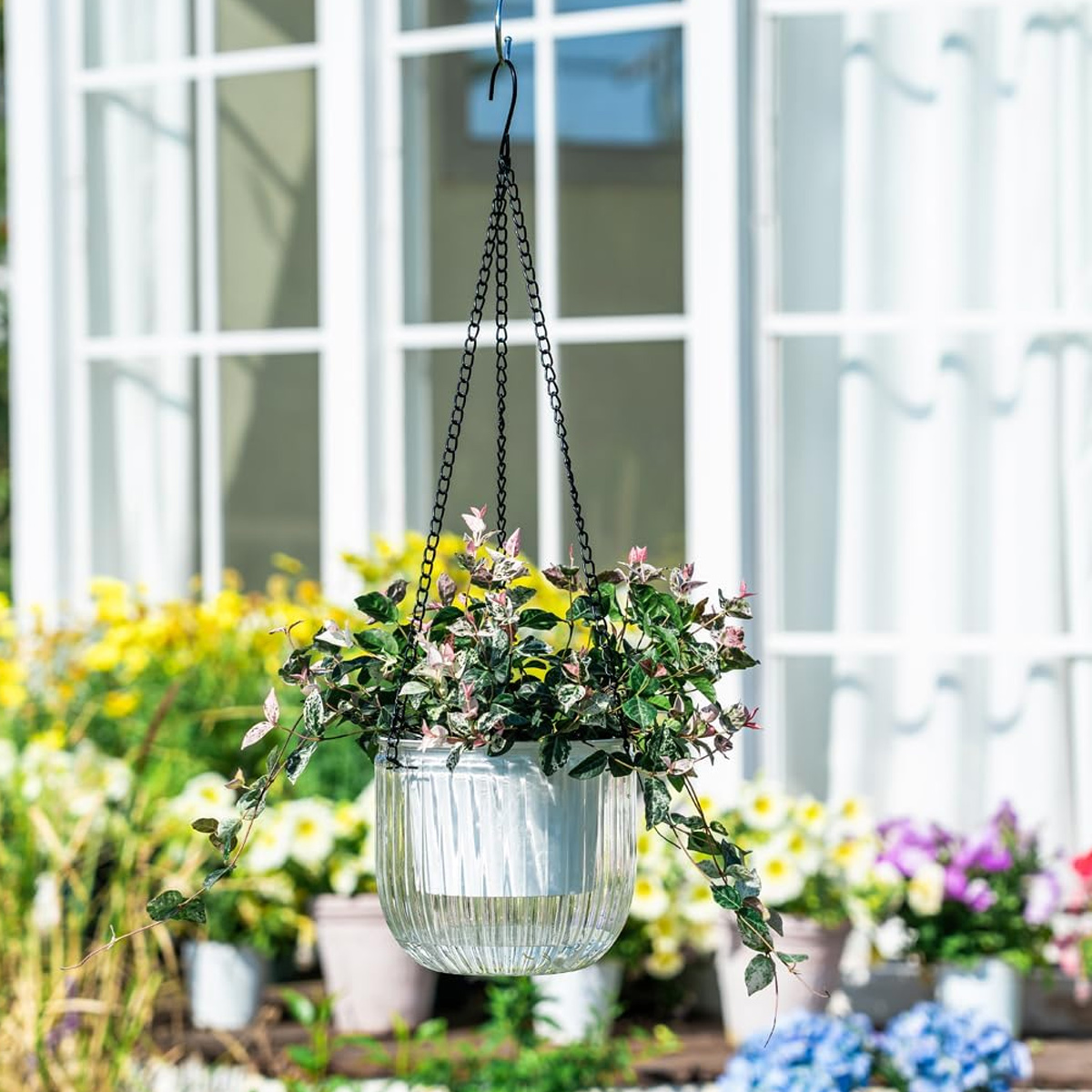 Hängende Pflanze mit bunten Blättern in einem Glasübertopf vor einem weißen Fenster.