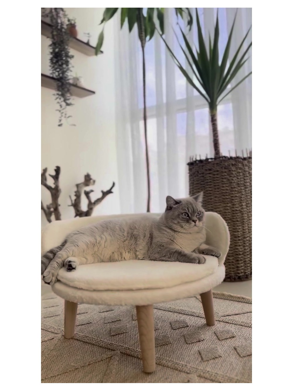 Gri bir kedi, aydınlık bir odada ahşap bacaklı beyaz bir sandalyede uzanıyor.