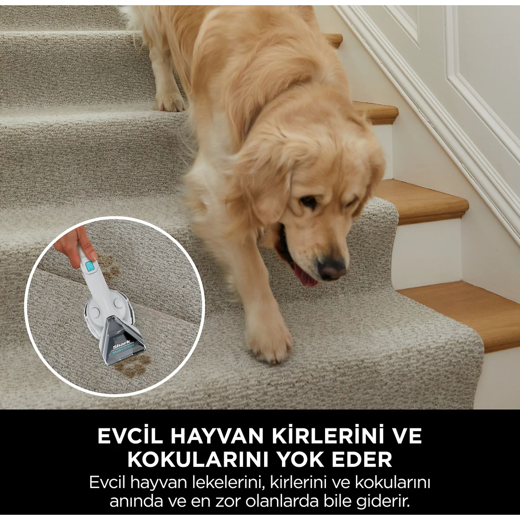 A dog on stairs, with a cleaning device inset.