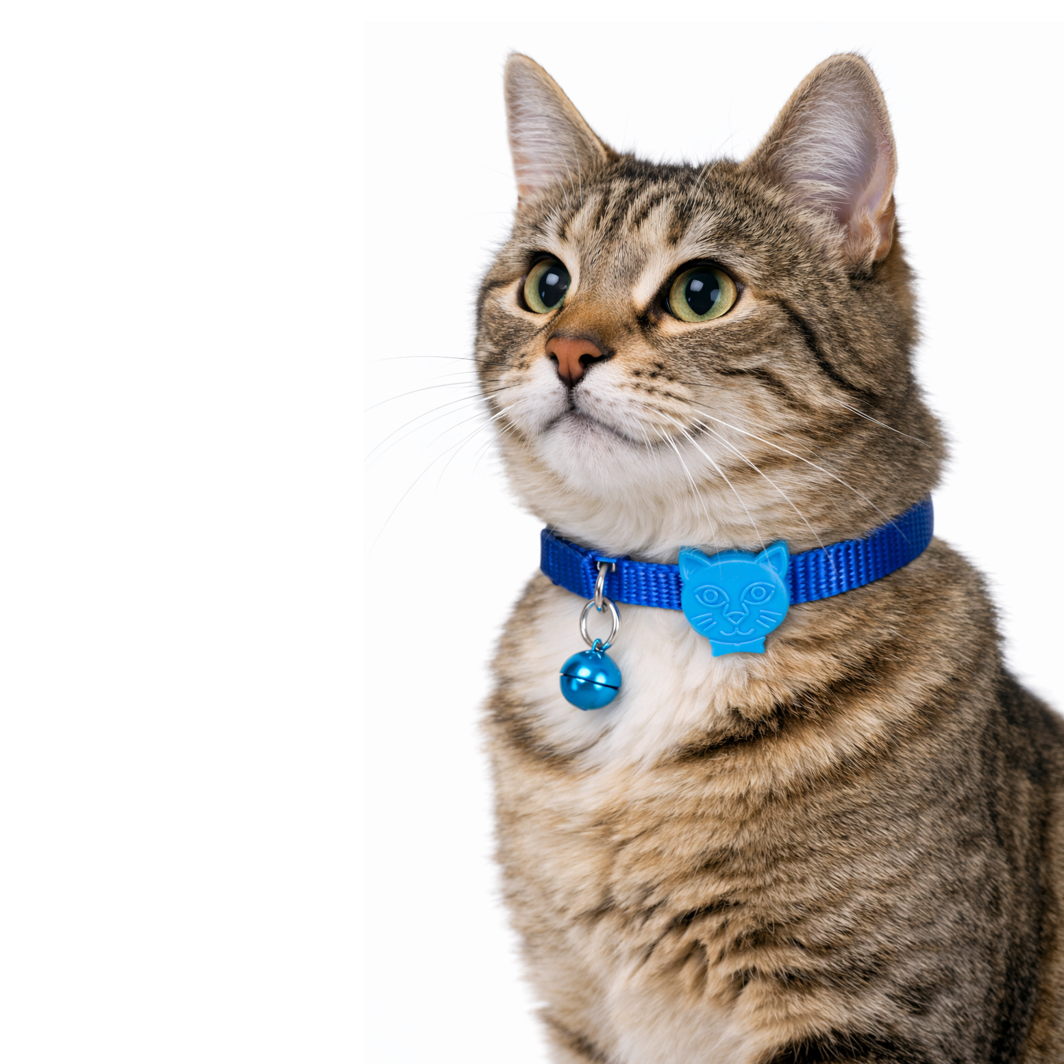 Kedi figürlü mavi tasmalı tekir kedi yukarı bakıyor.