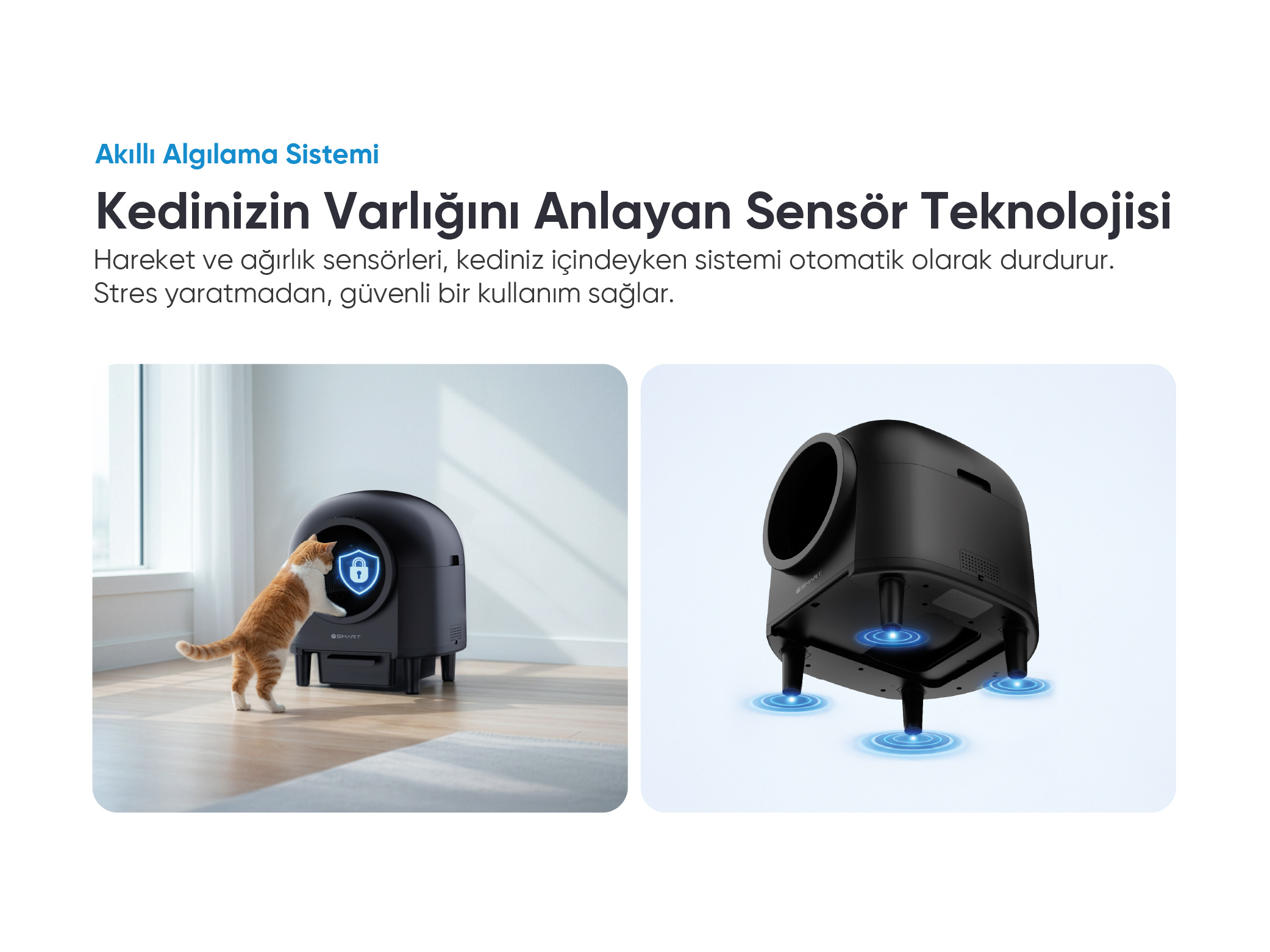 Turuncu-beyaz bir kedi, mavi kilit simgeli siyah bir kedi tuvaletine yaklaşıyor.