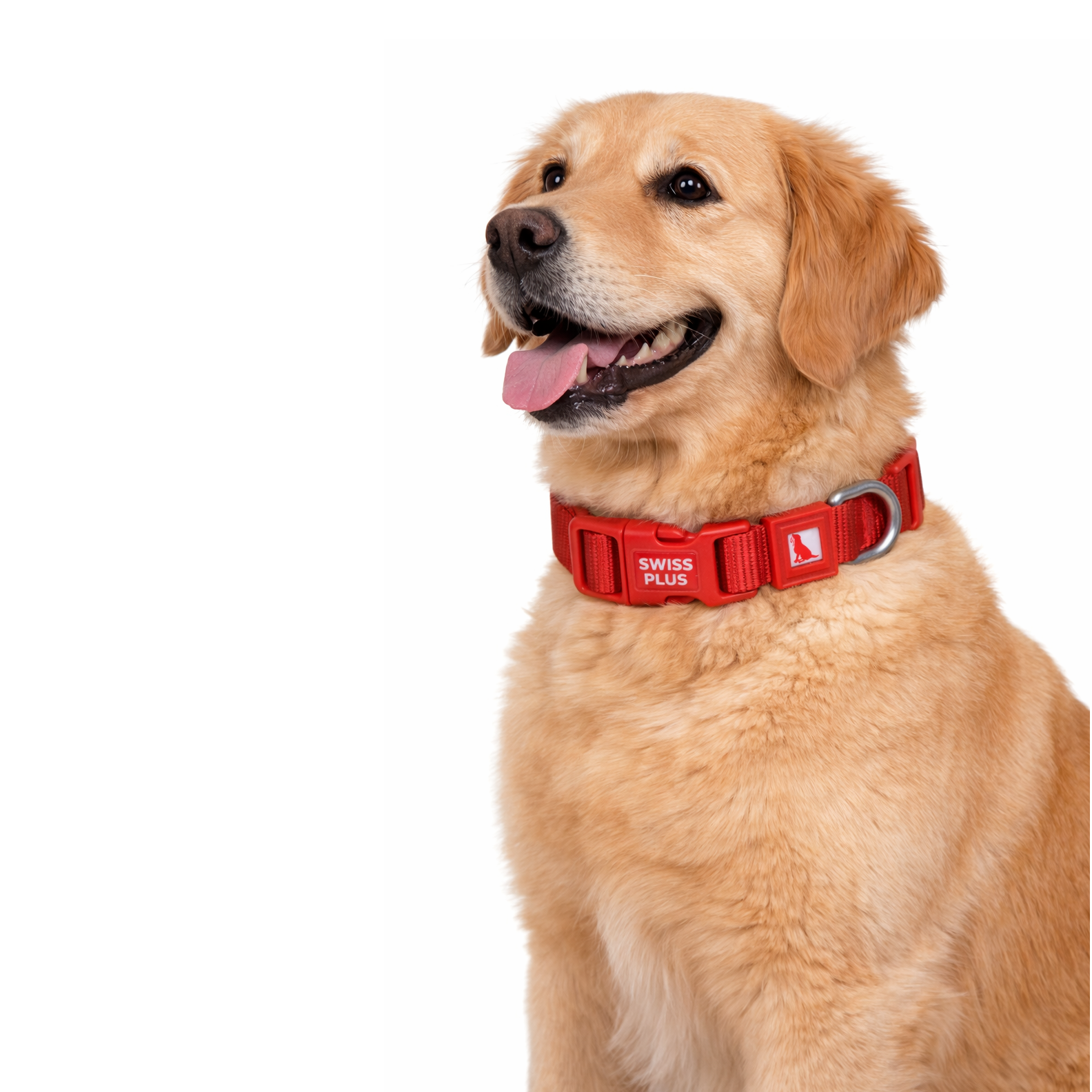 Beyaz zeminde kırmızı tasmalı golden retriever.