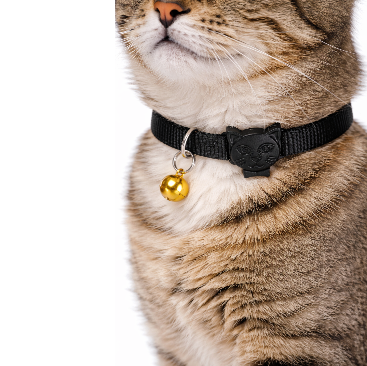 Kedi figürlü ve çanli siyah tasması olan tekir kedinin yakın çekimi.