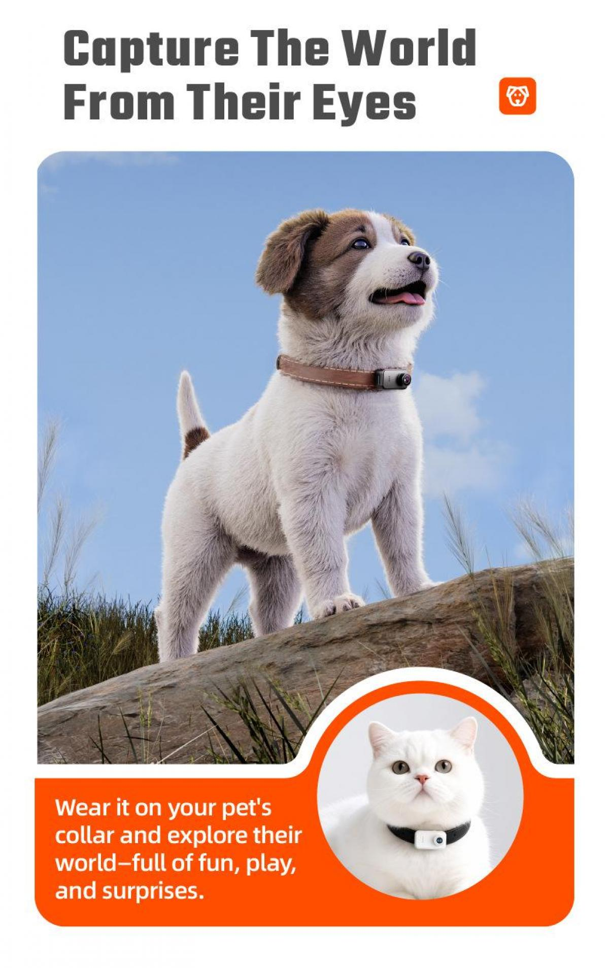 Ein Hund mit Halsband und Kamera steht auf einem Baumstamm. Eine Katze mit Halsband ist in einem Kreis zu sehen.