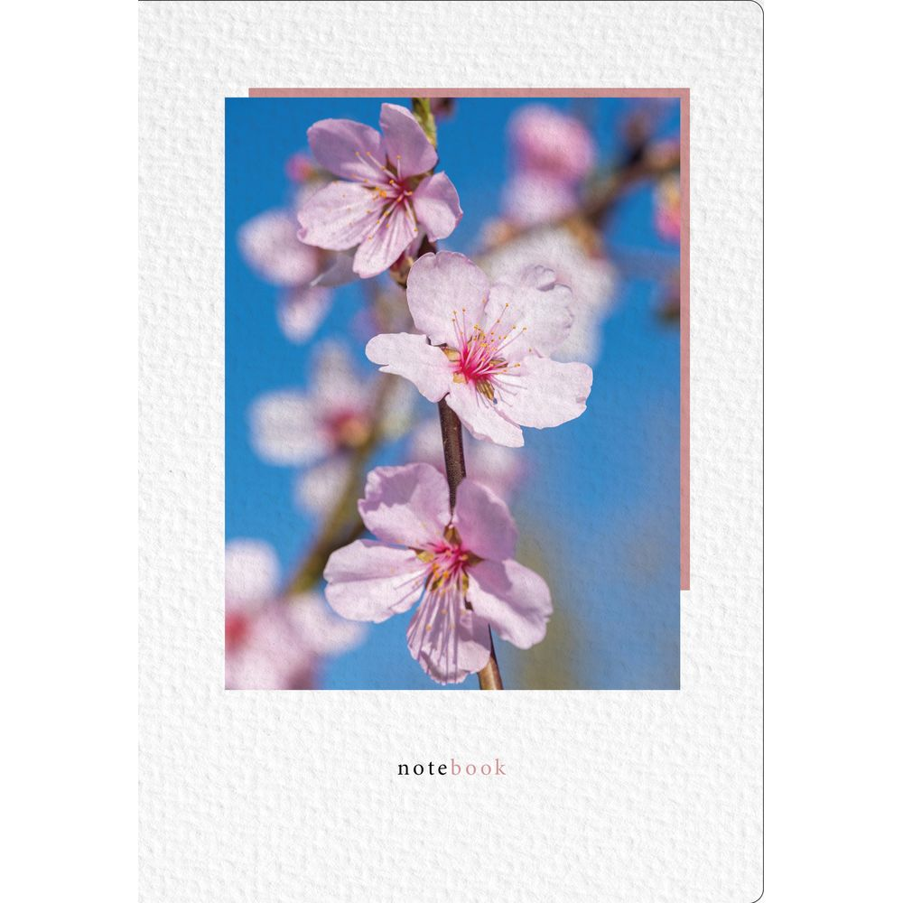 Zarte rosa Kirschblüten auf einem Ast vor blauem Himmel.