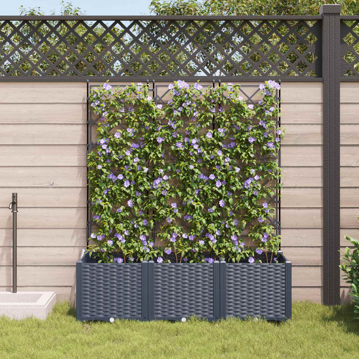 Pianta rampicante con fiori viola in fioriera grigia contro muro di legno.