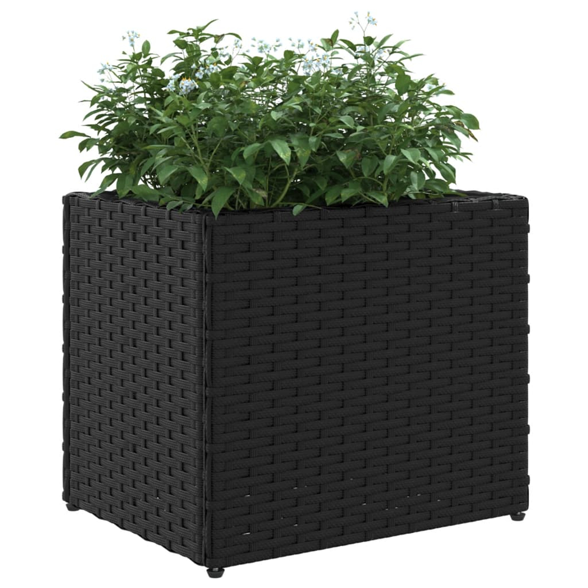 Un'alta fioriera quadrata in vimini nero piena di lussureggiante fogliame verde e piccoli fiori bianchi.