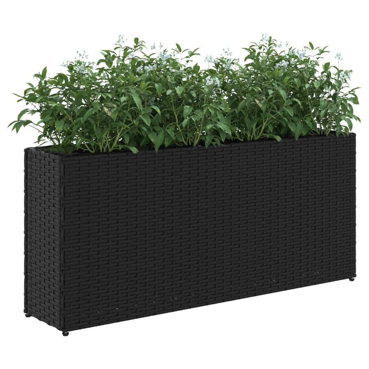Una fioriera rialzata rettangolare nera con piante verdi e piccoli fiori blu.