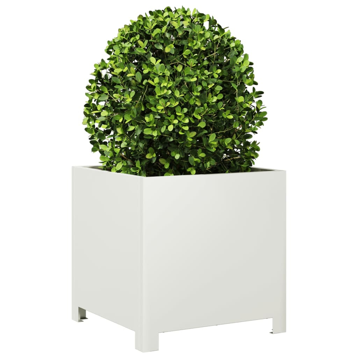 Un cespuglio verde sferico in un fioriera a cubo bianco con gambe bianche.
