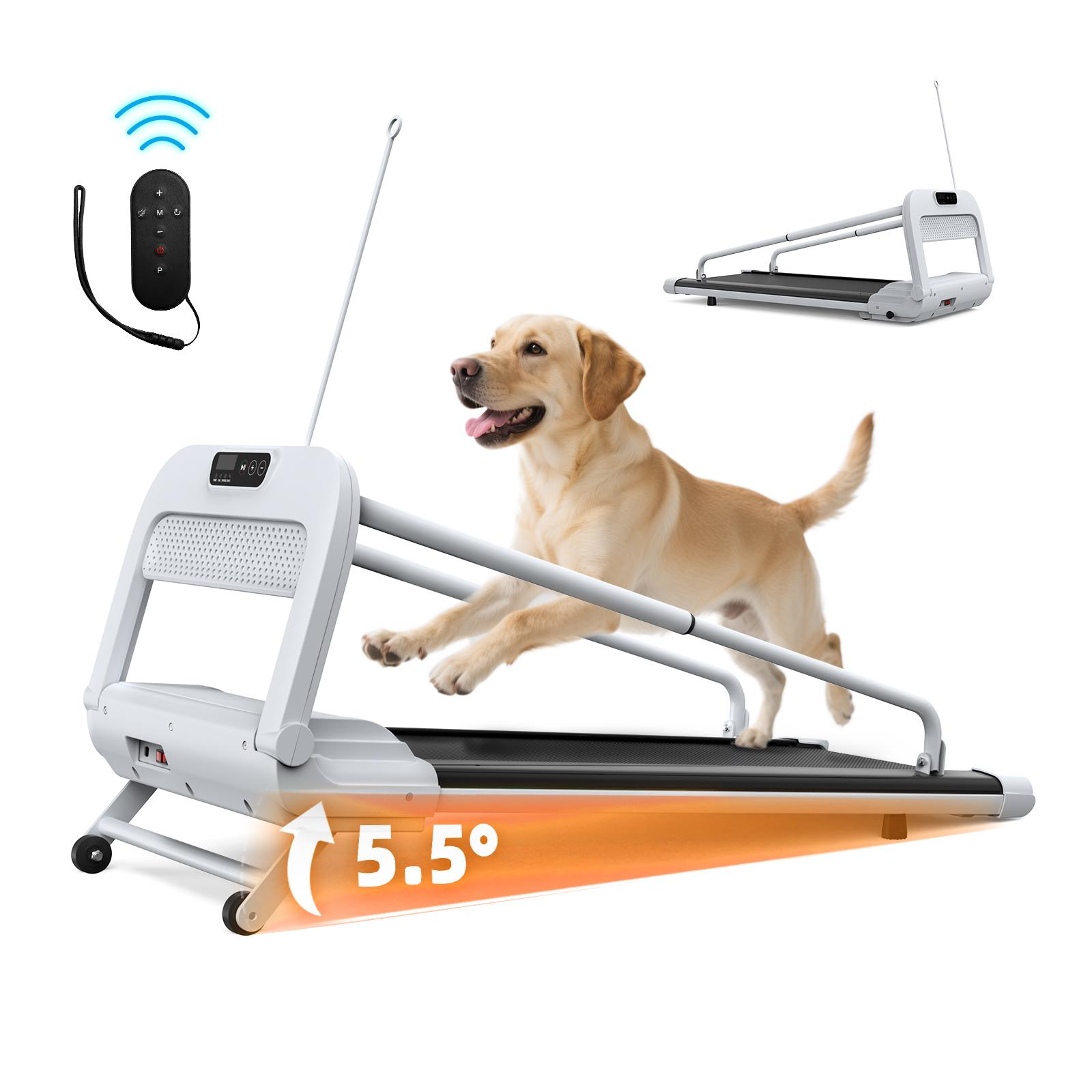 Ein Hund läuft auf einem Laufband, Fernbedienung daneben.