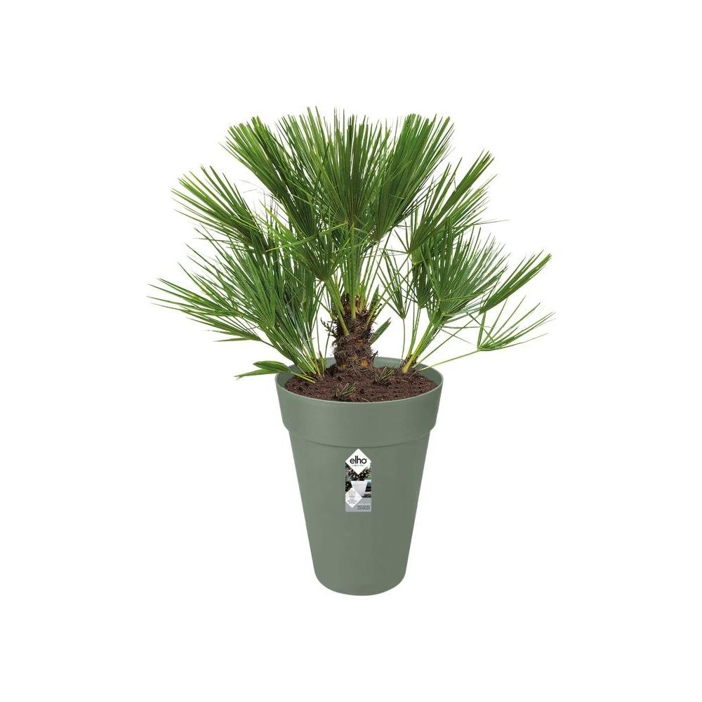 Ein grüner Zwergpalmen-Baum in einem passenden Topf auf weißem Hintergrund.