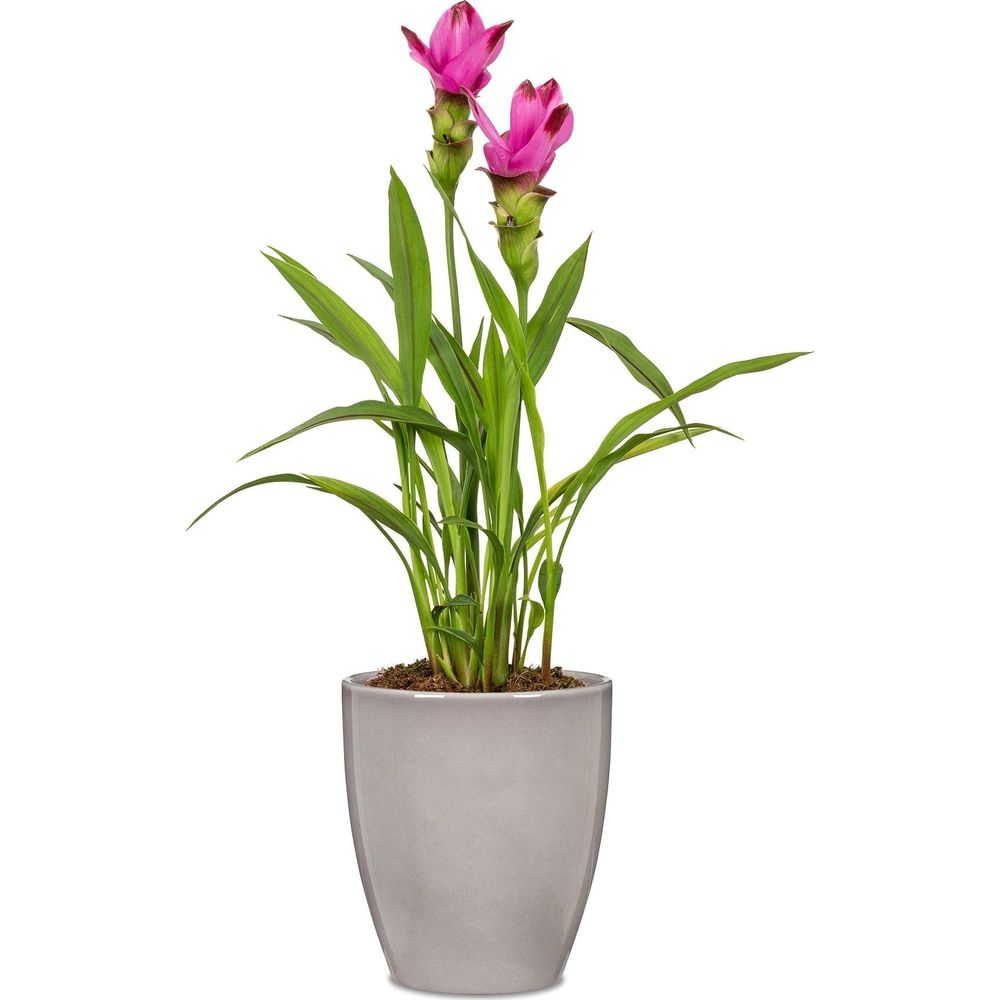 Plante en pot avec deux fleurs roses et de longues feuilles vertes dans un pot gris.