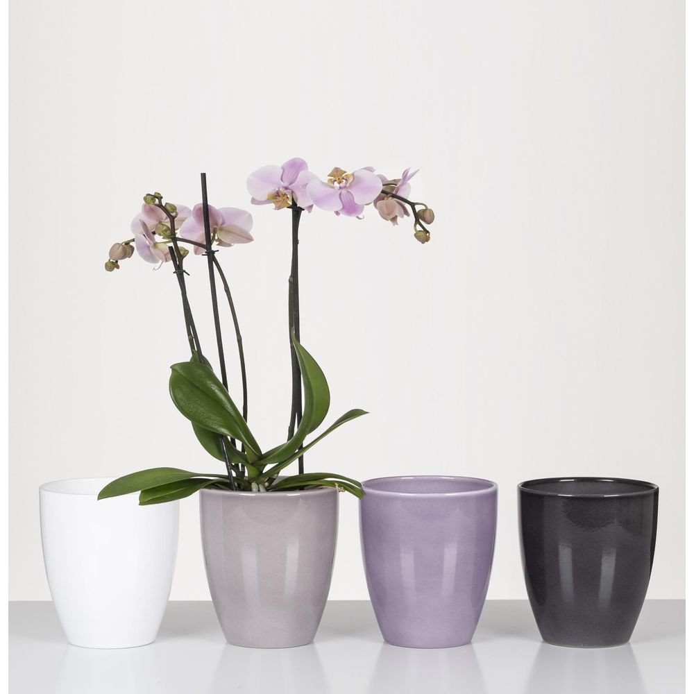 Une orchidée rose dans un pot gris à côté de pots vides blancs, violets et gris foncé.