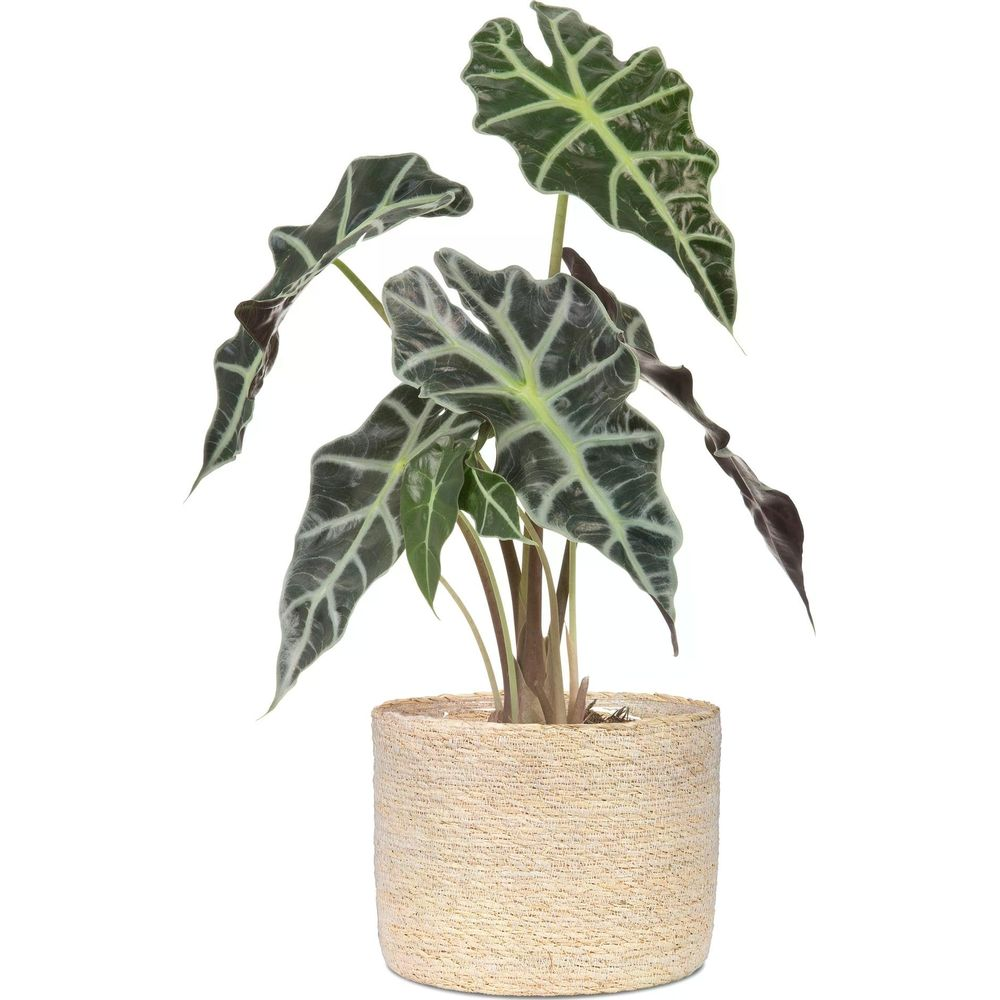 Eine Alocasia-Pflanze mit dunklen, pfeilförmigen Blättern mit hellgrünen Adern in einem geflochtenen Topf.