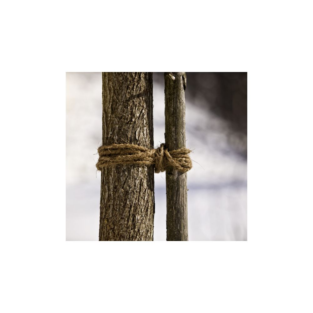 Ein Baumstamm ist mit einem Seil an einem Holzpfahl befestigt.