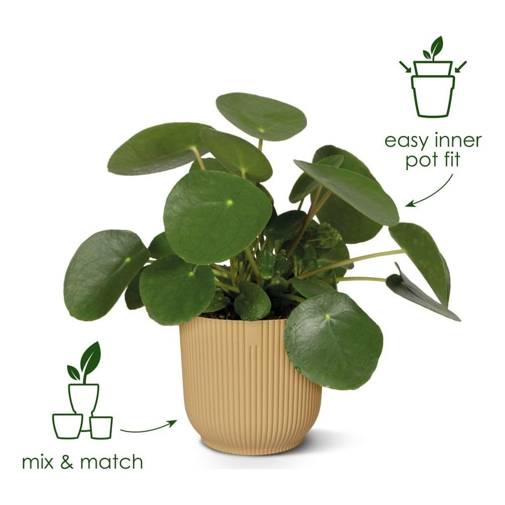 Grüne Pflanze in einem beige gerippten Topf, mit Icons für "mix & match" und "easy inner pot fit".