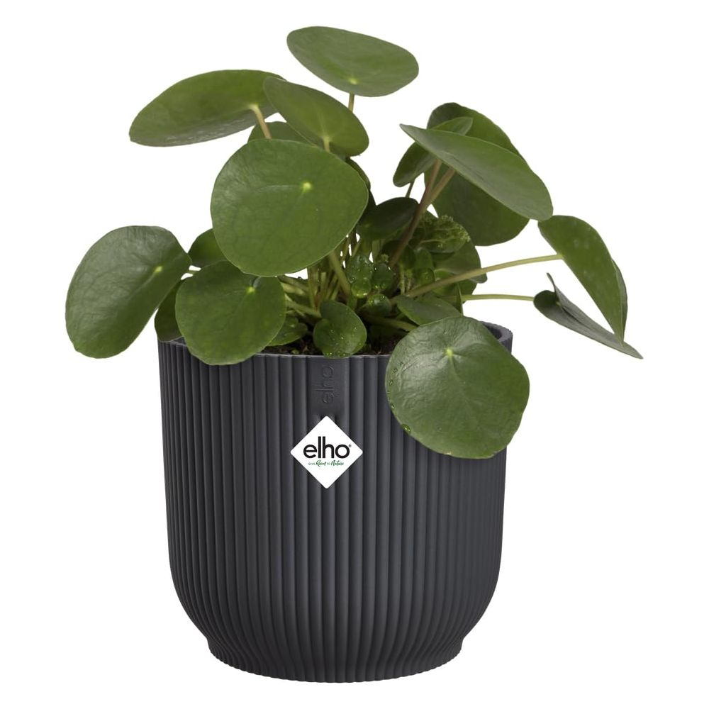 Eine Pilea-Pflanze mit runden grünen Blättern in einem dunkelgrauen Rippentopf mit Elho-Logo.