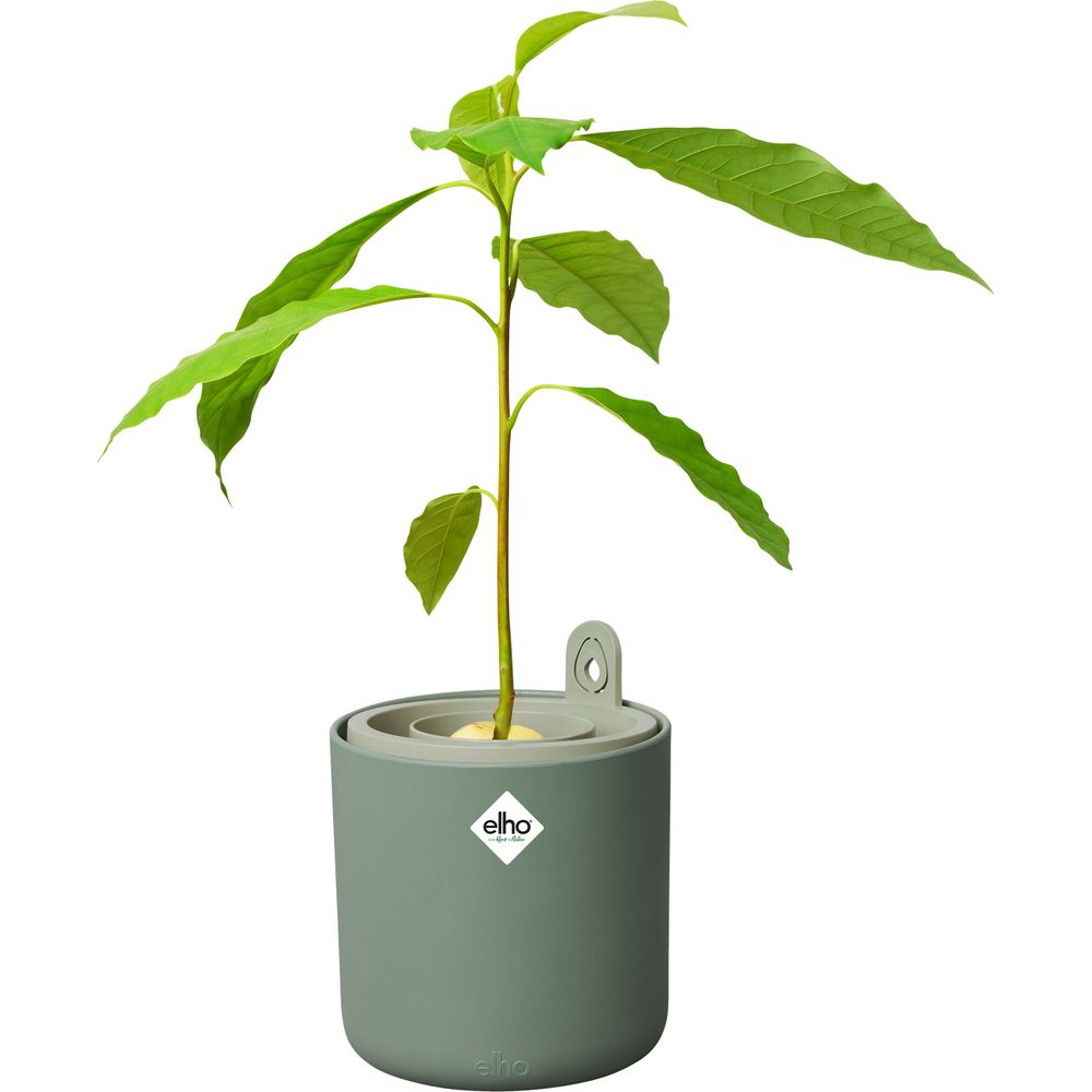 Grüner Avocado-Setzling in einem grauen Topf mit Elho-Logo.