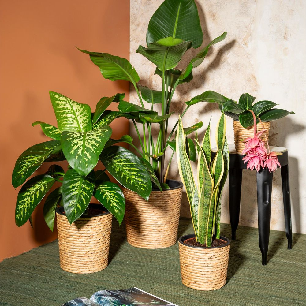 Vier Topfpflanzen: Dieffenbachia, Paradiesvogelblume, Bogenhanf und eine kleine Pflanze mit rosa Blüten.