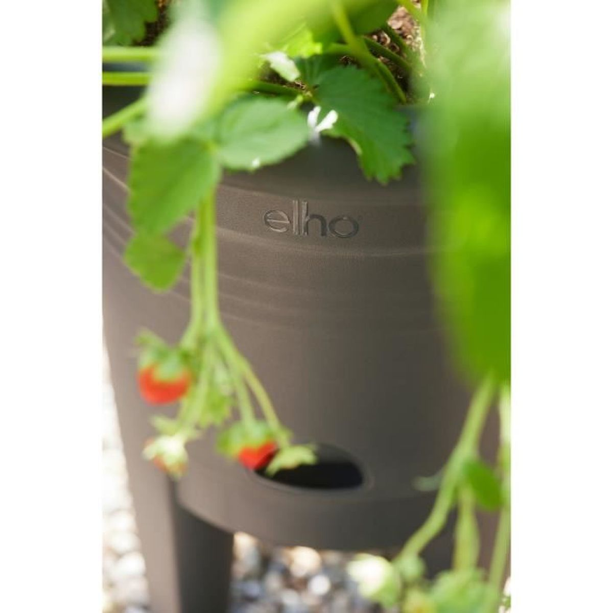 Ein brauner Pflanztopf mit Erdbeeren und Blättern. Der Markenname 'elho' ist sichtbar.