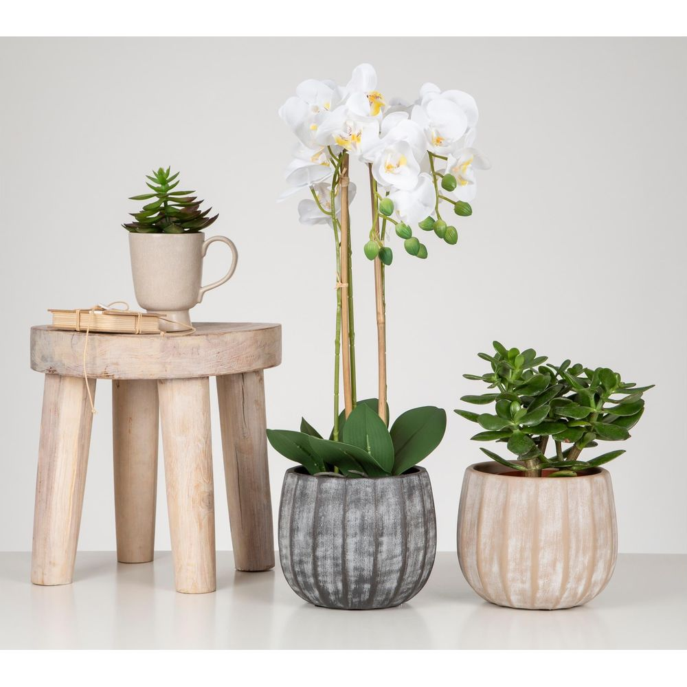 Drei Pflanzen auf einem Tisch: Orchidee, Sukkulente und Jade-Pflanze. Links ein Holzhocker.