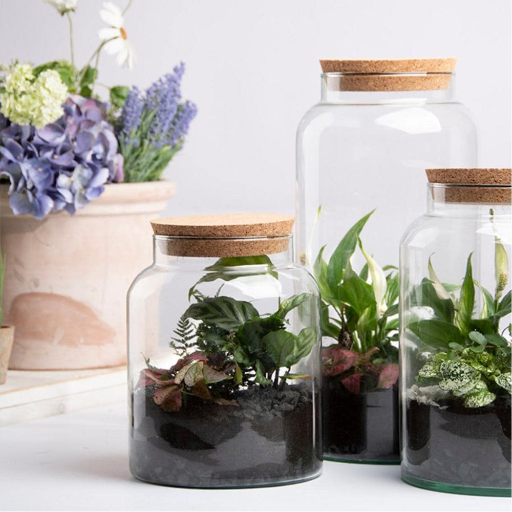 Drei Glasbehälter mit Pflanzen und Korkdeckeln, daneben ein Topf mit Blumen.
