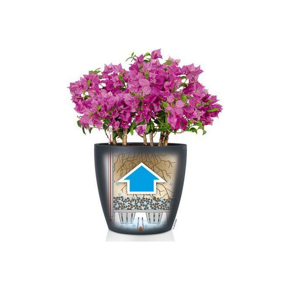Topfpflanze mit pinken Blüten und einem transparenten Topf, der das Bewässerungssystem zeigt.