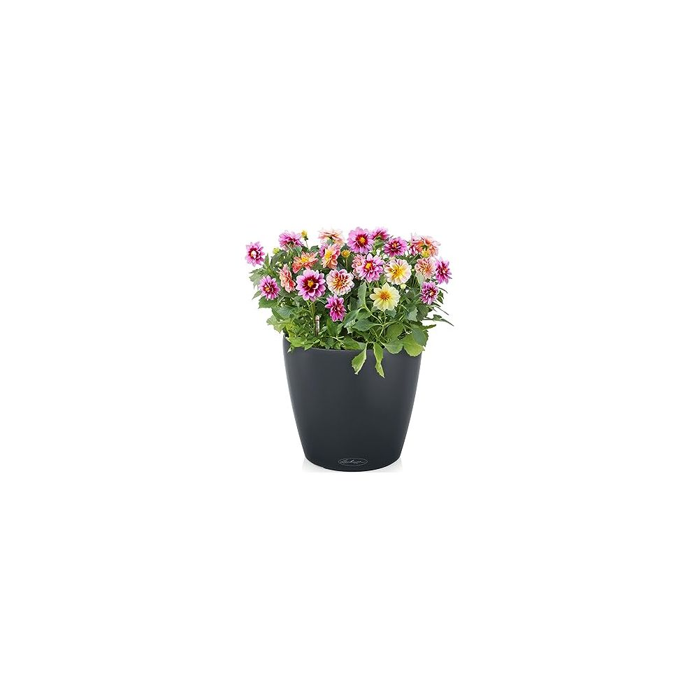 Ein dunkler Topf mit bunten Blumen, darunter rosa, gelbe und lila Blüten.